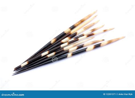 Porcupine Quills Stock Image - Image: 12201371