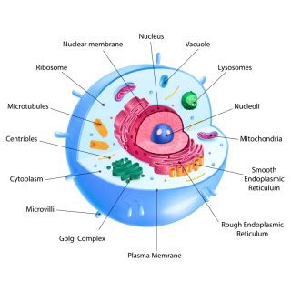 Lysosome In Animal Cell