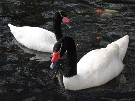 Black-necked Swan | Alexandria Zoo