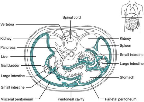 What is the difference between Intraperitoneal and Retroperitoneal? Intraperitoneal organs are ...