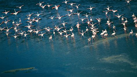 Flamingos flocking over water, lake Magadi, Kenya | Windows Spotlight ...