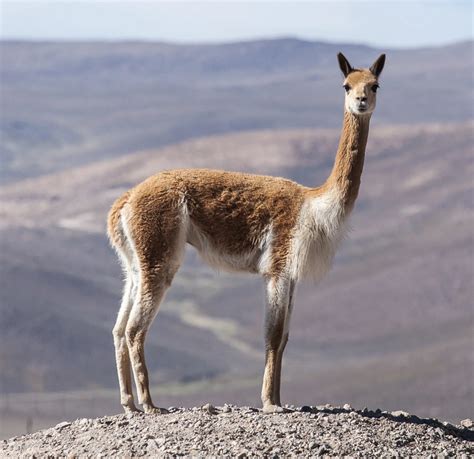 The fibre of the gods – this is the name of the finest animal fibre in the world. The vicuña is ...