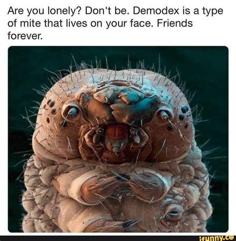 Are you lonely? Don't be. Demodex is a type of mite that lives on your face. Friends forever ...