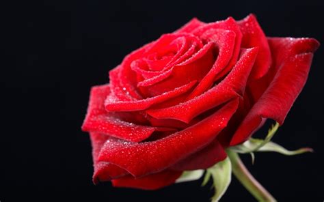 🔥 Free Download Red Rose Hd Wallpaper As A Gift On Valentines Day by ...