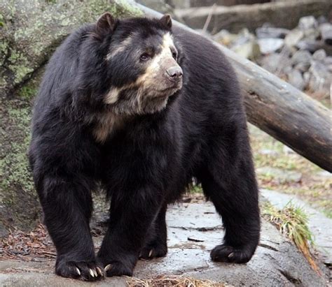 Andean (spectacled) bear – Bear Conservation