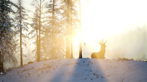 Proud Noble Deer Male in Winter Snow Forest 6118554 Stock Video at Vecteezy