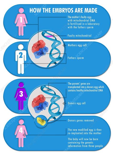 Three parent baby process, artwork - Stock Image - F009/0725 - Science Photo Library