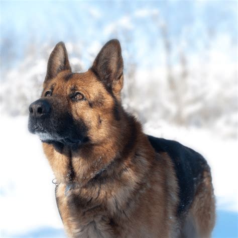 Are German Shepherds Dangerous?