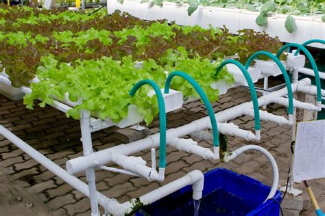 Deep water culture system for hydroponics: what to know