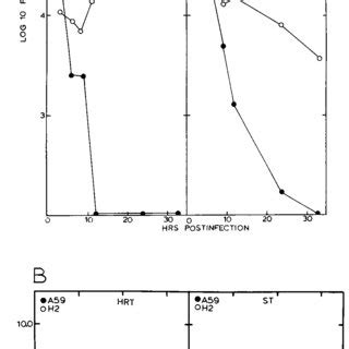 Replication in human and porcine cell lines. Cultures of human ...