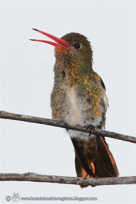 Gilded Hummingbird photo: Male singing | the Internet Bird Collection | Hummingbird, Feather ...