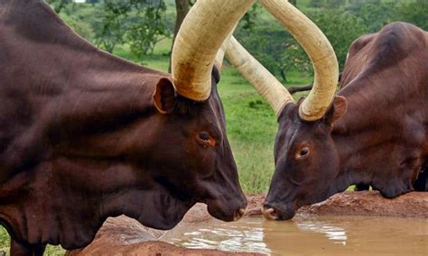 THE ANKOLE CATTLE – ANKOLE HERITAGE