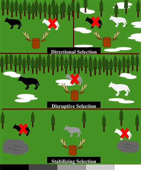 Stabilizing Selection | Definition, Causes & Exammples