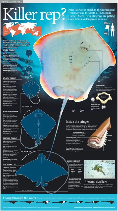 Stingray infographic | Marine biology, Biology art, Marine life