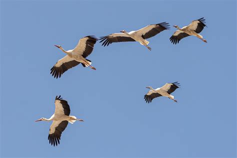 Rare and impressive: 7300+ White Storks in Cyprus