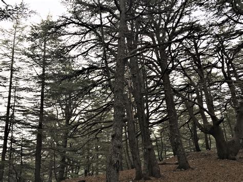 Cedar forest - Lebanon - Flying Fashionista