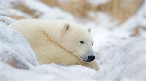 Polar Bear Photography Safari - The True North Collection