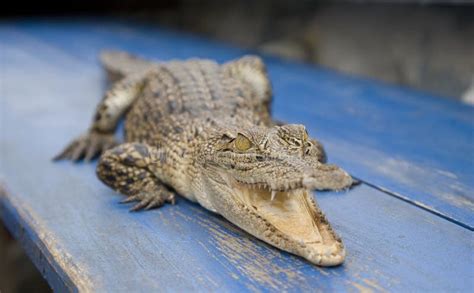 Cayman stock photo. Image of wildlife, wild, crocodile - 11280498