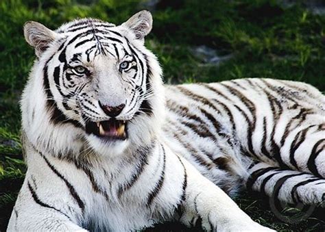 Facts about White Tigers