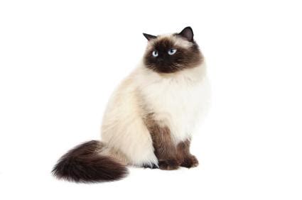 Understanding Himalayan Cat Colors | LoveToKnow