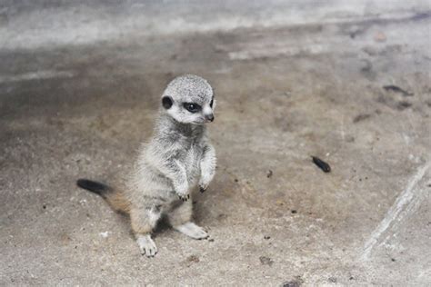 Photographer Captures The Most Adorable Photos Of A Baby Meerkat