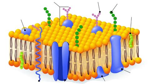 Plasma Membrane (cell membrane) Diagram | Quizlet