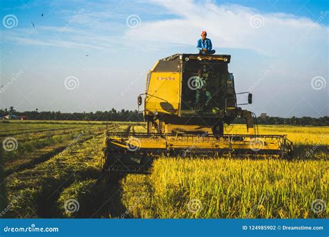 Paddy After Harvesting .Background Of Paddy . Stock Image ...