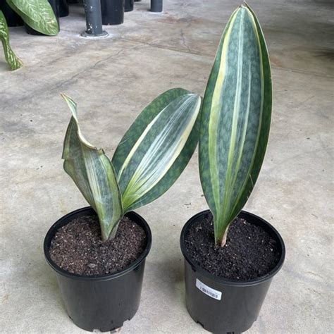 Sansevieria Masoniana Variegated - Whalefin - 200mm | Exotic Botanic