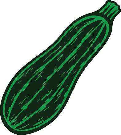 Zucchini Stock Clipart | Royalty-Free | FreeImages