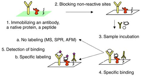 Protein microarray technology: Assisting personalized medicine in oncology (Review)