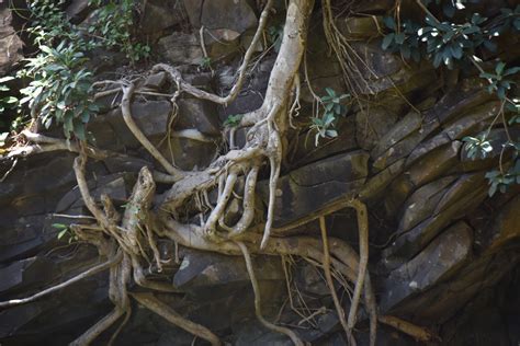 Twisted Tree Roots Free Stock Photo - Public Domain Pictures