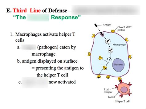 The Immune System - Third Line of Defense Diagram | Quizlet