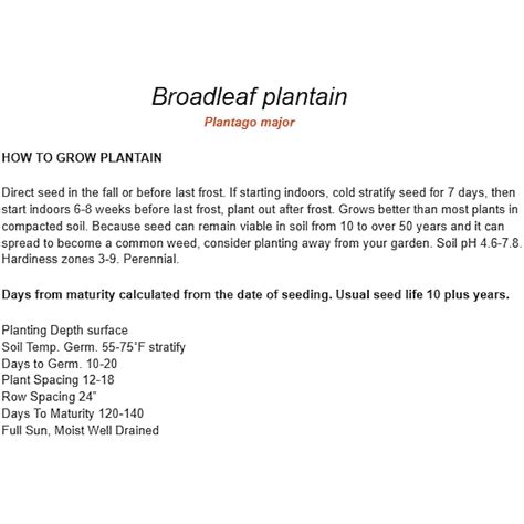 1500 Broadleaf Plantain Seeds - Cay Ma De - | Ubuy India