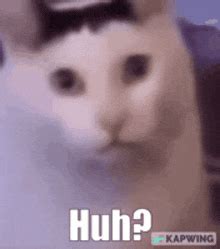 Huh Cat Huh M4rtin GIF - Huh Cat Huh M4rtin Huh - Discover & Share GIFs