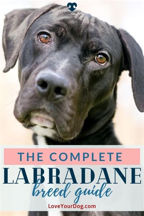 Great dane labrador retriever mix labradane breed information – Artofit