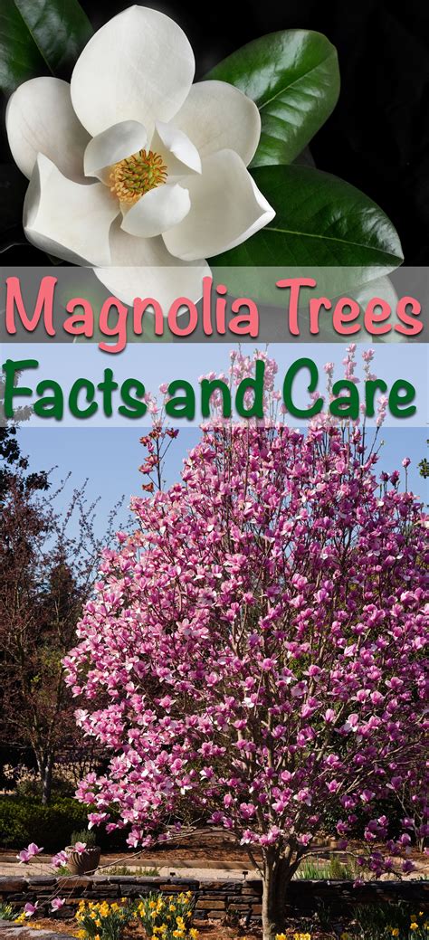 Magnolia trees facts and care – Artofit