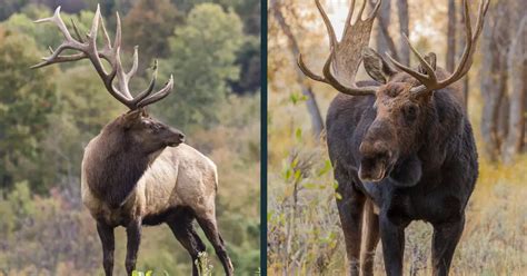 Elk vs Moose Comparison (what are the differences?) - World Deer