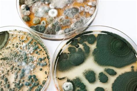 4 Factors That Lead to Mold Growth | News and Events for Midwest ...