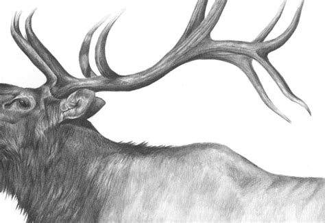 Elk Art Print, Bugling Elk, American Wildlife, Decor for Cabin, Nature Art, Gift for Hunter, Elk ...