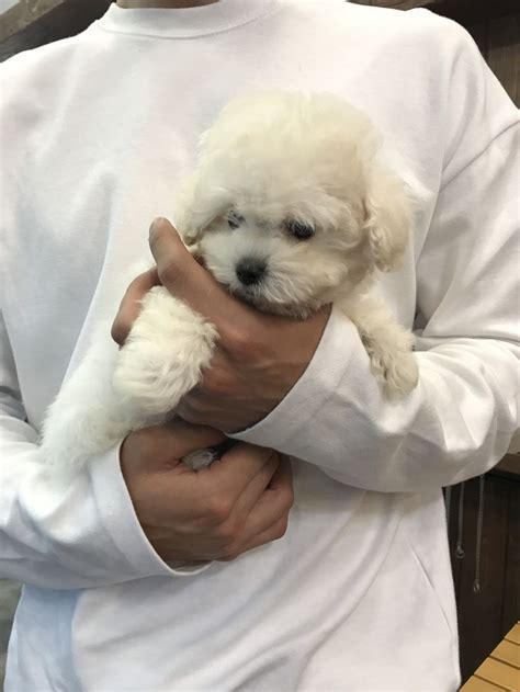 So cute teacup bichonfrise🥰 | Bichon frise puppy, Dog care, Bichon frise