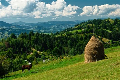 Royal lobby for the Romanian family farm | Agricultural and Rural ...