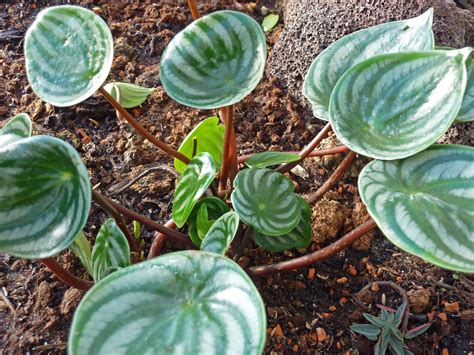 Best Soil for Watermelon Peperomia Plant - Complete Guide - Plants Craze