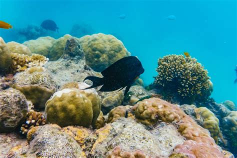 From Cairns: Green Island Full-Day Cruise | GetYourGuide