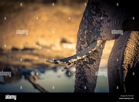 African Elephant Tusks Stock Photo - Alamy