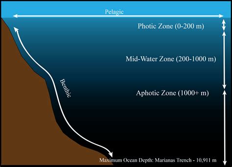 Why don't plants in the ocean live in the aphotic zone? | Socratic