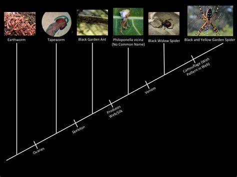 Evolution - The Black and Yellow Garden Spider