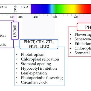 (PDF) Challenges and Opportunities of Light-Emitting Diode (LED) as Key to Modulate Antioxidant ...