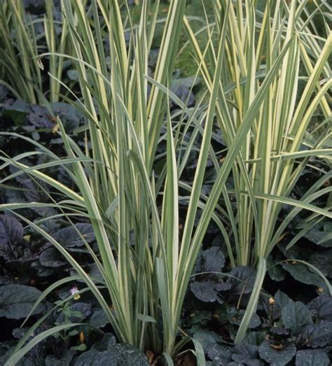 Shade Tolerant Ornamental Grasses and Grass-Like Plants | Shade tolerant grass, Ornamental grass ...