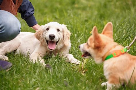 Golden Retriever Corgi Mix: 6 Must Know Facts - Perfect Dog Breeds