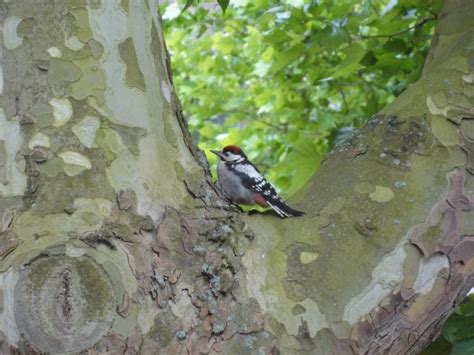 Jonge bonte specht | Natuurfoto's, Bonte specht, Specht